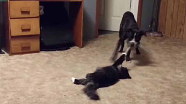 ninjacats5