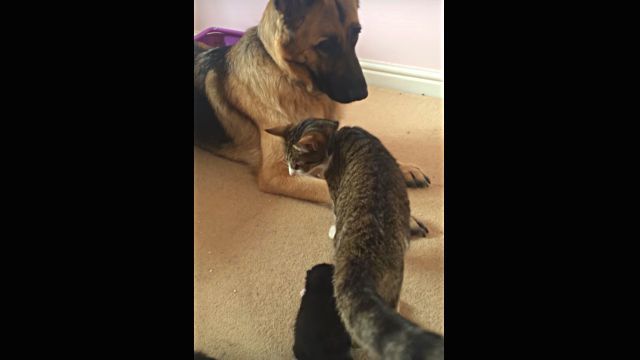 dognkitten4