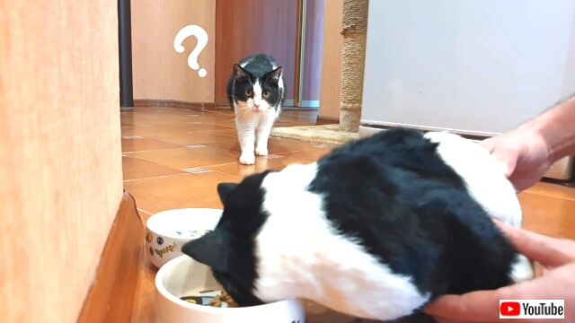 「お前は誰ニャ！何してるニャ？」保護猫プーシクくんおうちに新入り猫がやって来た？