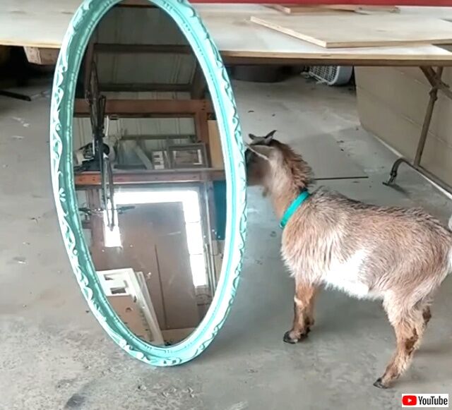 babygoat4_640