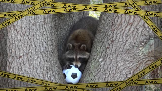 raccoon-f [www-frame