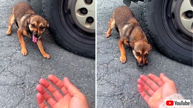 「怖い！キライ！でも愛してほしい！」道端で出会った野良子犬の反応が、警戒から甘えへと変わるドラマチックな瞬間