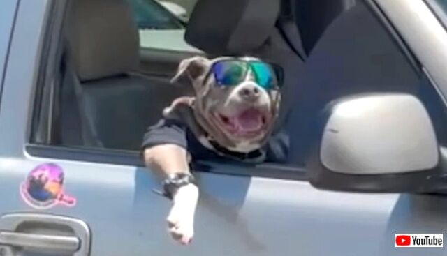 doggo1_640
