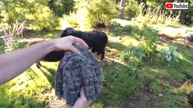 rambrosfleece7_640