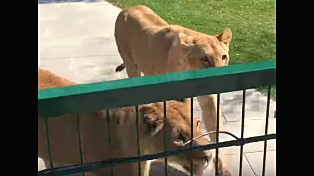 lionhug2