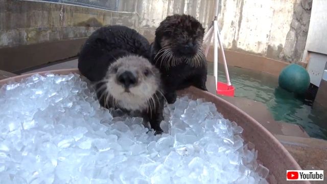 seaotterssplendor6_640