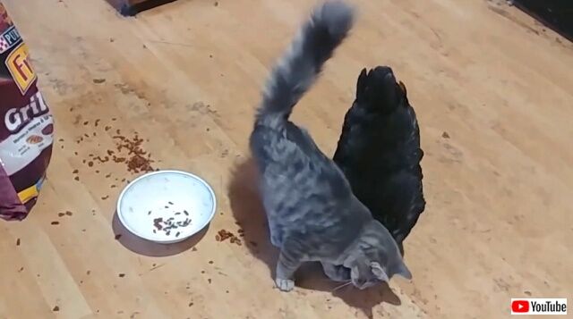 friendlykitty3_640