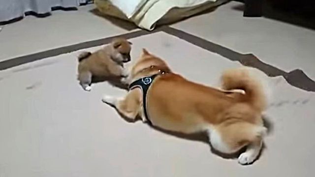 shiba1