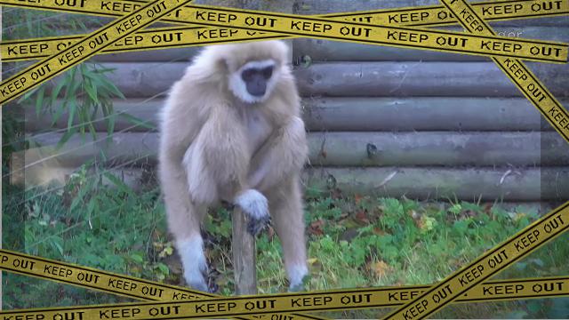 monkey-2 [www-frame
