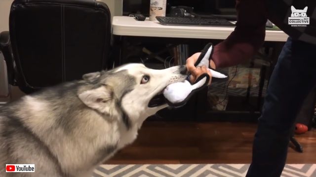 petsntoys0_640