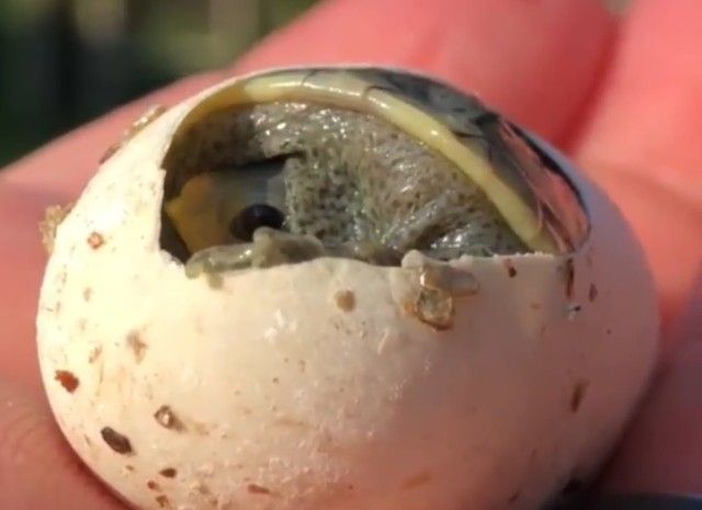 babyturtle1_e