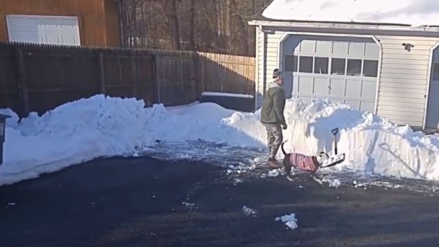 dogsnsnow6