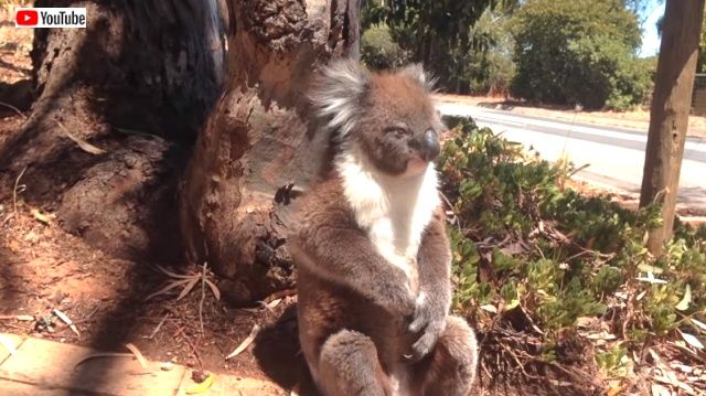 koalagetkicked6_640