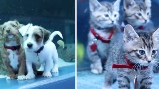 保護子猫と保護子犬、休園中の水族館を貸し切りで探索