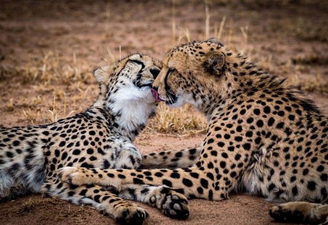 cute-kissing-animals-love-20__880_e