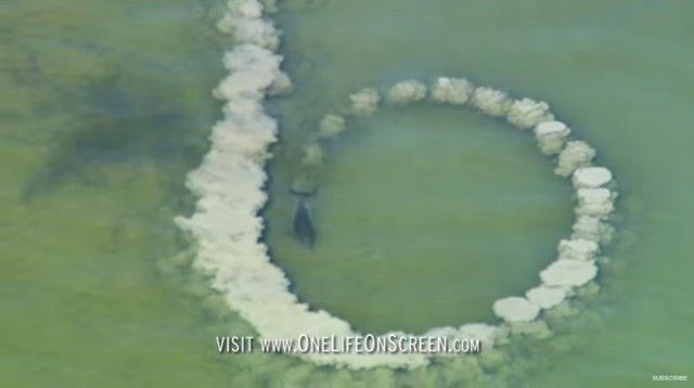 dolphinstrick0_e