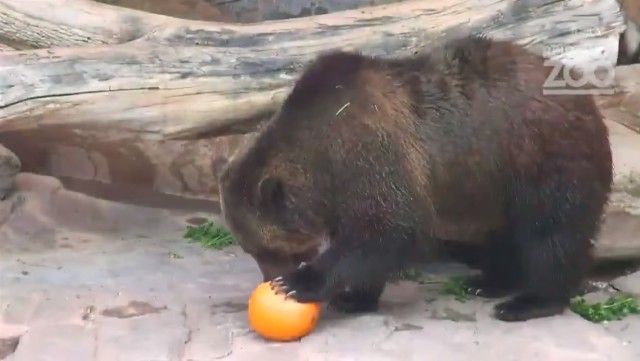 halloweenatzoo5_e