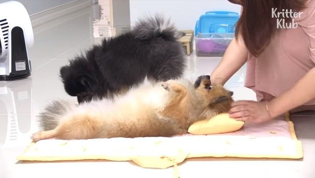 sleepydog3_e
