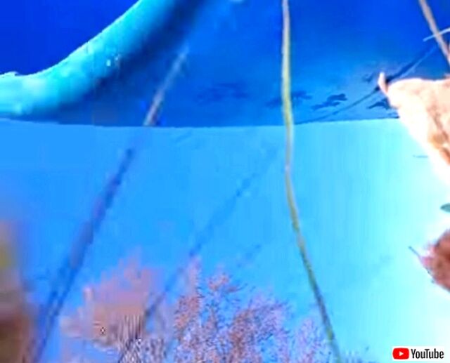 foxtookcamera3_640