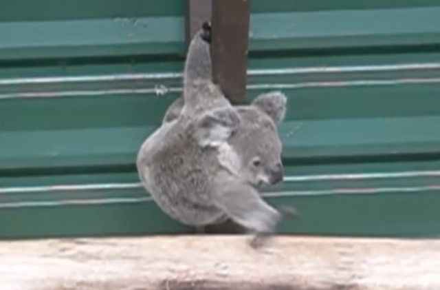 funniestkoala3_e