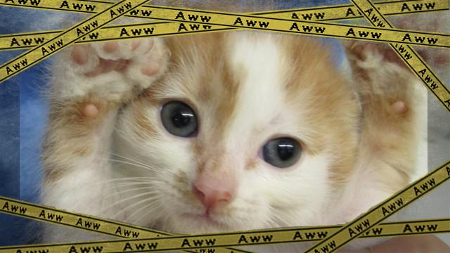 cat-f_e-frame