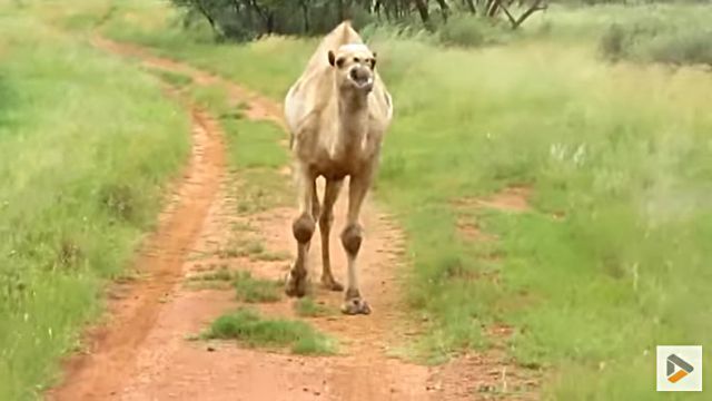 camel3