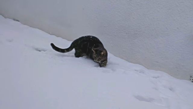 catmeetssnow6