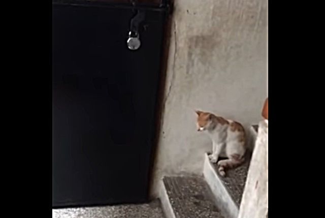 kennyacat3