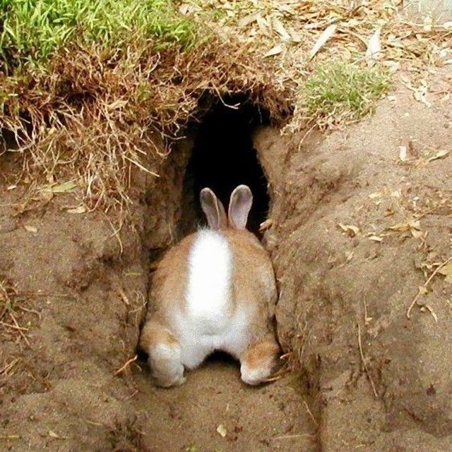 rabbitbums13_e