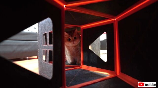 purrini2_640