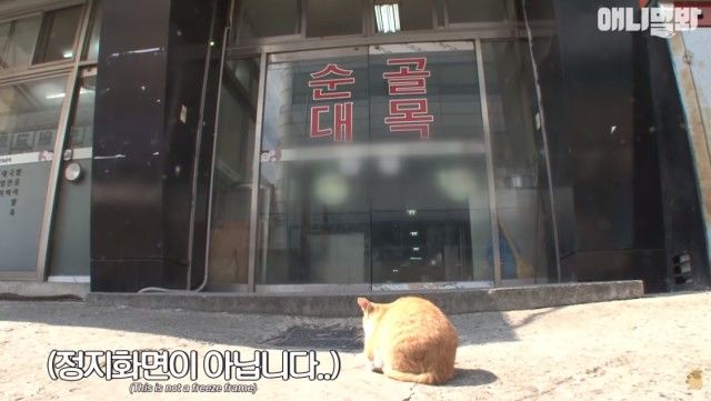 bodyguardcats3_e