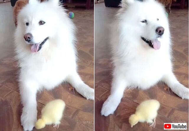 dogngoose1_640
