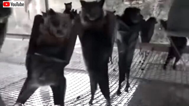 dancingbats3_640