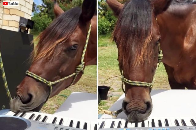 horseplayingpiano1_640