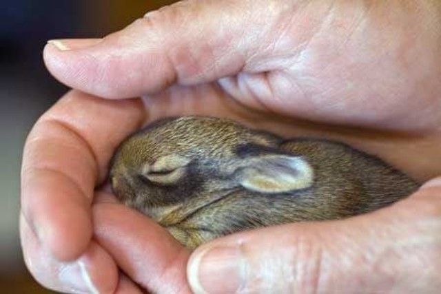 rabbit-10