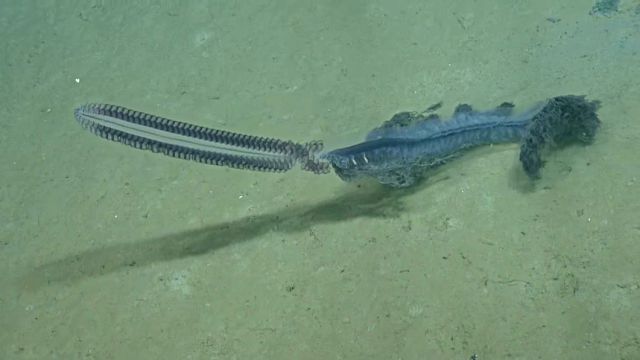 Siphonophore2