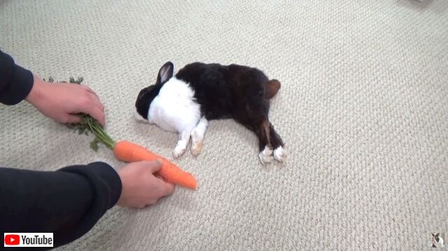 rabbitwcarrots2_640