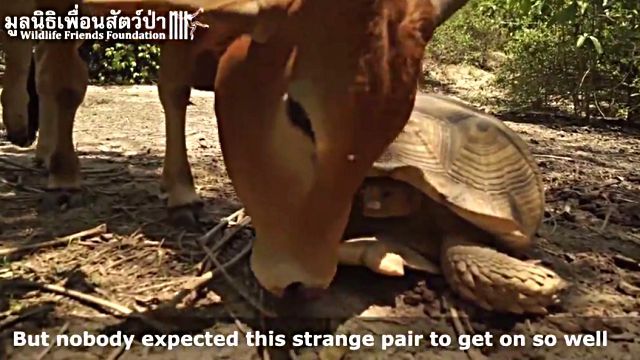 cowntortoise4