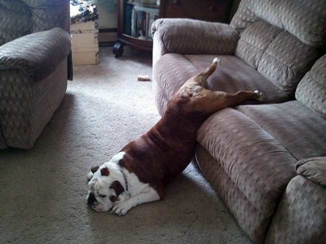 ruff_day-15_e