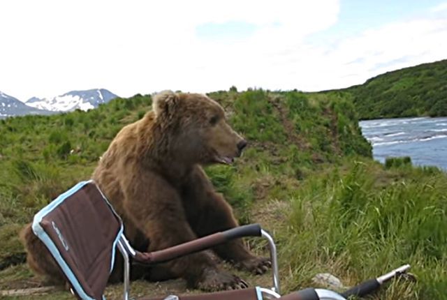 bearinalaska3