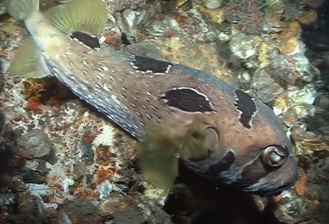 pufferfish19_e