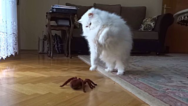 catnspider2