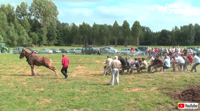 horse2_640