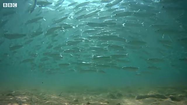 lemonsharks2