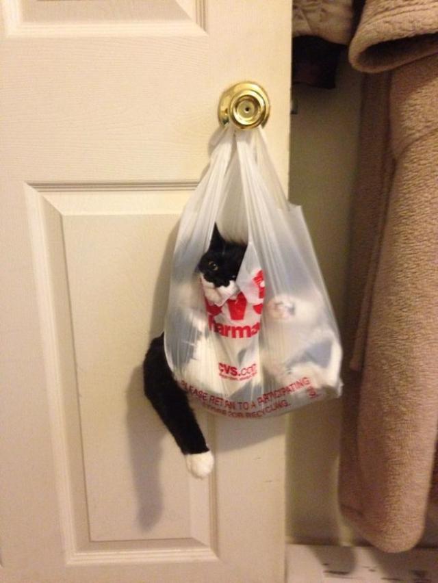 catsinabag1 ok