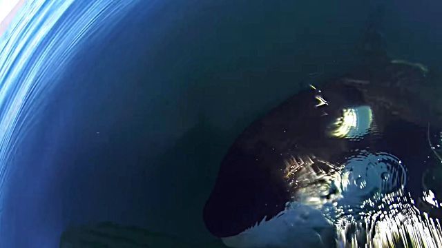 killerwhale3