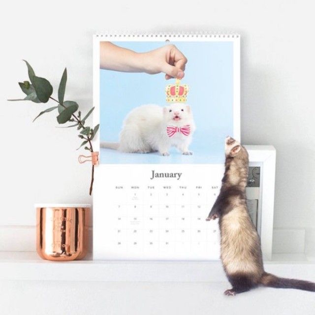 ferret-2 (1)