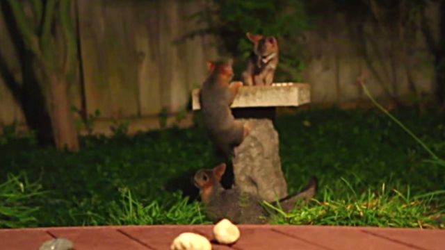 babyfoxes3
