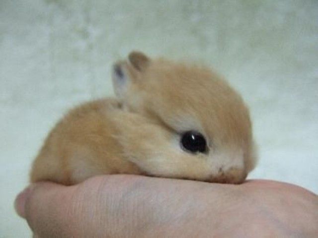 rabbit-11