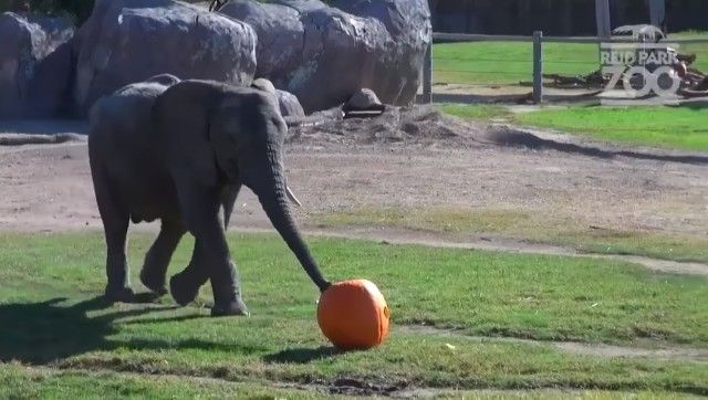 halloweenatzoo1_e
